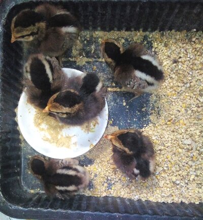 week old jungle fowl chicks.jpg