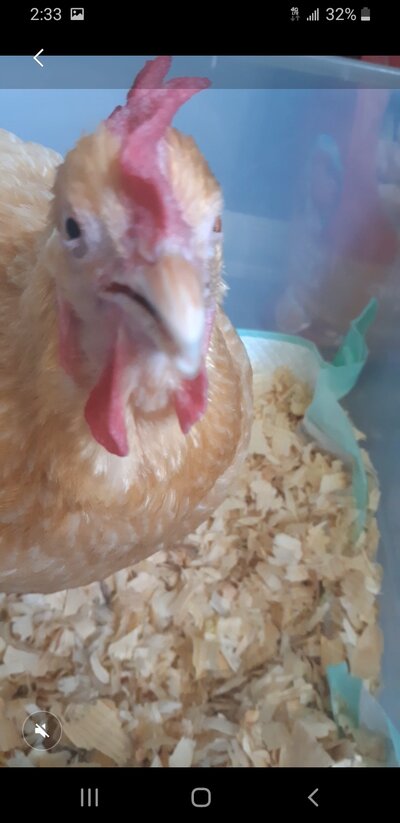 My chicken is making sounds of distress , having difficulty breathing, mouth open and sneezing loudly.