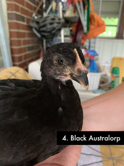 4 - Black Australorp - 1.jpg