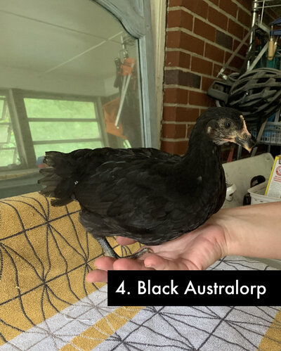 4 - Black Australorp -2 .jpg