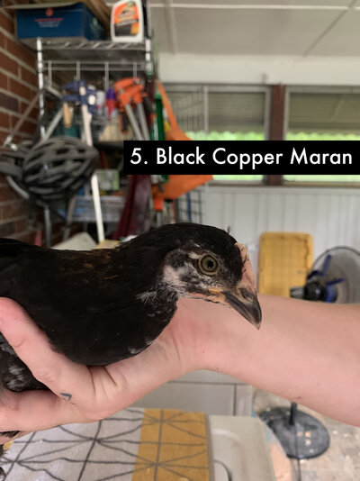 5 - Black Copper Maran - 4.jpg