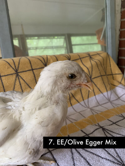 7 - Olive Egger-EE Mix A - 1.jpg