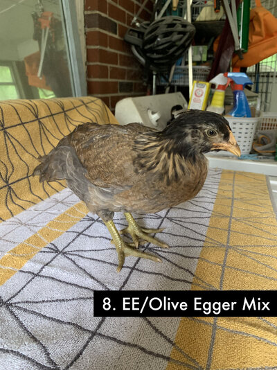8 - Olive Egger-EE Mix B - 1.jpg