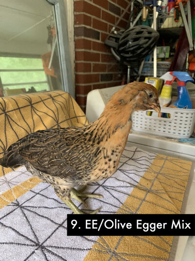 9 - Olive Egger-EE Mix C - 1.jpg