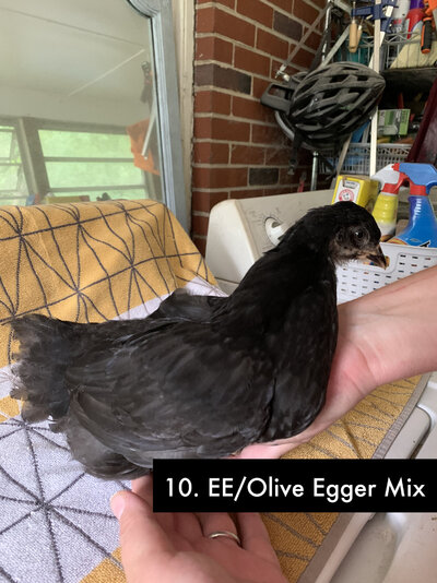 10 - Olive Egger-EE Mix D - 1.jpg