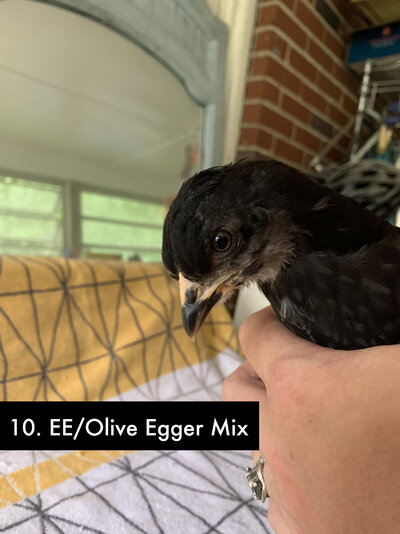 10 - Olive Egger-EE Mix D - 2.jpg