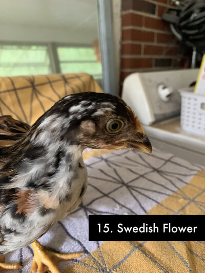 15 - Swedish Flower - 2.jpg