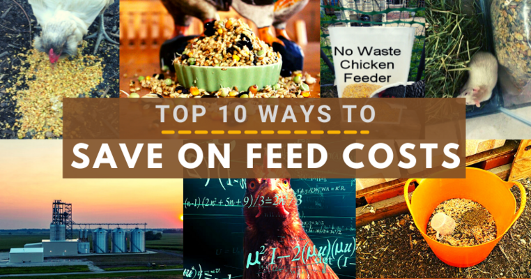 Top 10 Ways To Save On Feed Costs