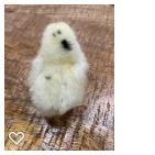 Chick 1_Wk1_002.png
