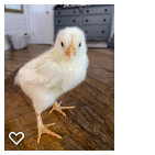 Chick 1_Wk2_001.png