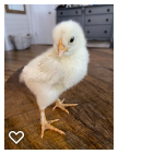 Chick 1_Wk2_002.png