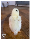 Chick 1_Wk2_003.png