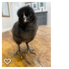 Chick 2_Wk1_001.png