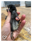 Chick 2_Wk1_002.png