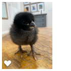Chick 3_Wk1_001.png