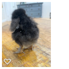 Chick 3_Wk1_005.png