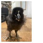 Chick 3_Wk3_001.png