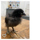 Chick 3_Wk3_002.png