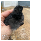 Chick 4_Wk1_002.png