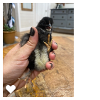 Chick 4_Wk1_004.png