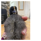 Chick 4_Wk3_005.png
