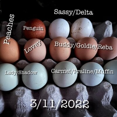 03112022 eggs.jpg