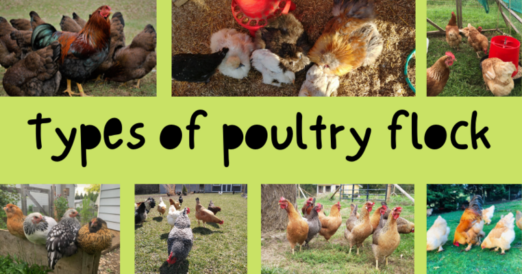Types of poultry flock