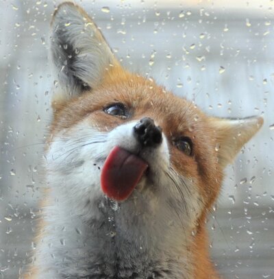 fox-window.jpg