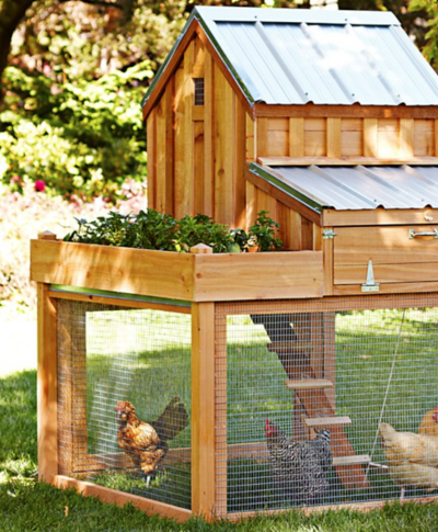Everything You Need To Have Chickens