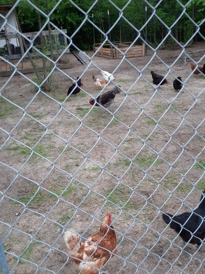 Using your yard as a resource in helping feed your chickens!
