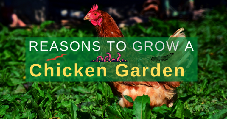 Reasons To Grow A Chicken Garden