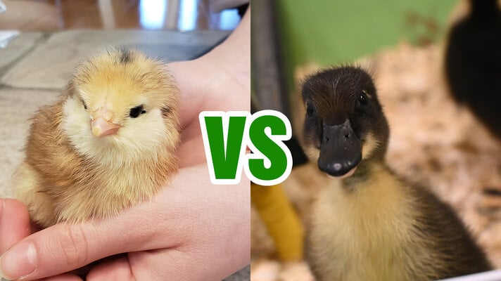 My Experience of Keeping Chicks vs. Ducklings - Which one is right for you?