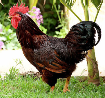 Rhode Island Red rooster.jpg