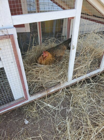 one of my chickens steals goose nest to lay her egg.jpg