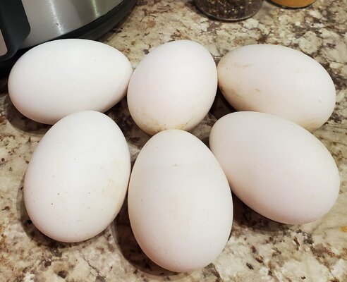goose eggs in February.jpg