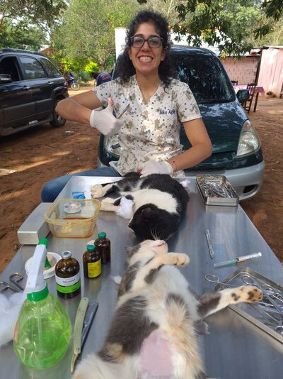 cat sterilization volunteer vet.jpg