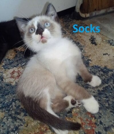 kitten socks boy A.JPG
