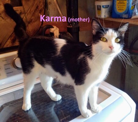 kittens KARMA mom.JPG