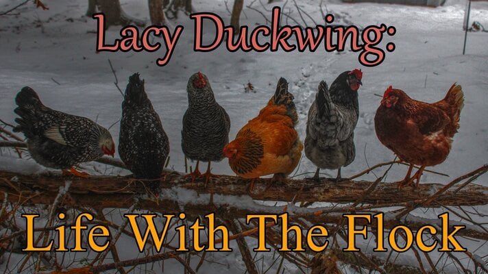 Lacy Duckwing: Life With the Flock