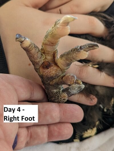Day4-rightfoot.jpg