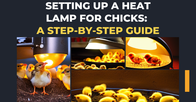 Setting Up a Heat Lamp for Chicks: A Step-by-Step Guide