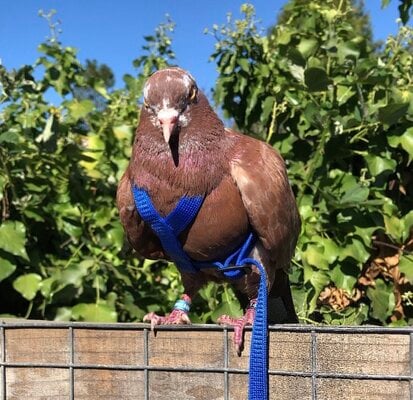 Caring for Pigeons in an Aviary or Indoors