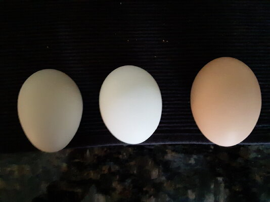 0117 Egg Size:Shape Change.jpg