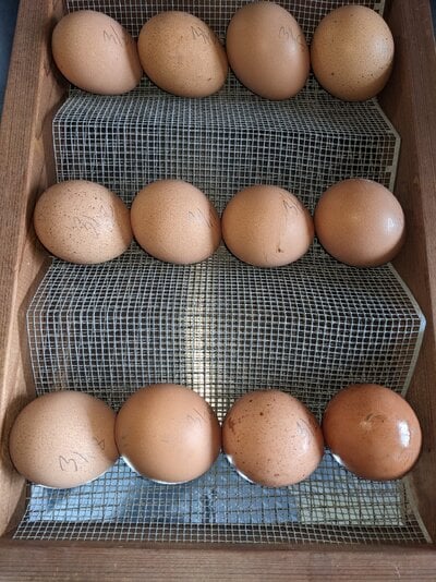 Incubator eggs Top Tray 3-24.jpg