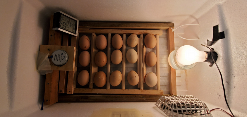 HOW TO BUILD CHICKEN INCUBATOR WITH AUTOMATED EGG TURNER