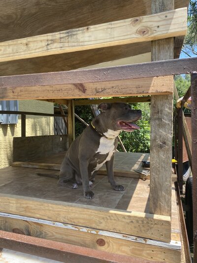 view fron tongue of framing with Rowdy in the coop enjoying th shade.jpeg