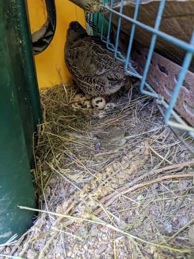 Tips on getting Coturnix quail to brood their eggs