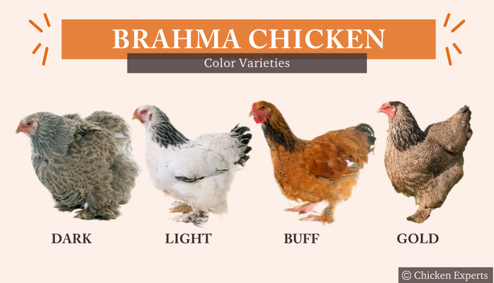 The Brahma chicken