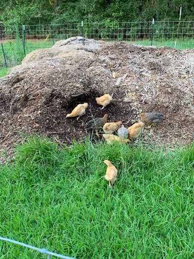 compost-chickens.jpg