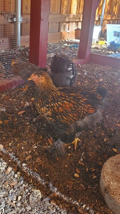 Cochin Golden laced at 11 weeks.jpg
